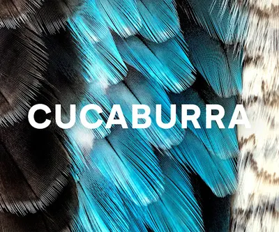 Cucaburra - agencja marketingu B2B